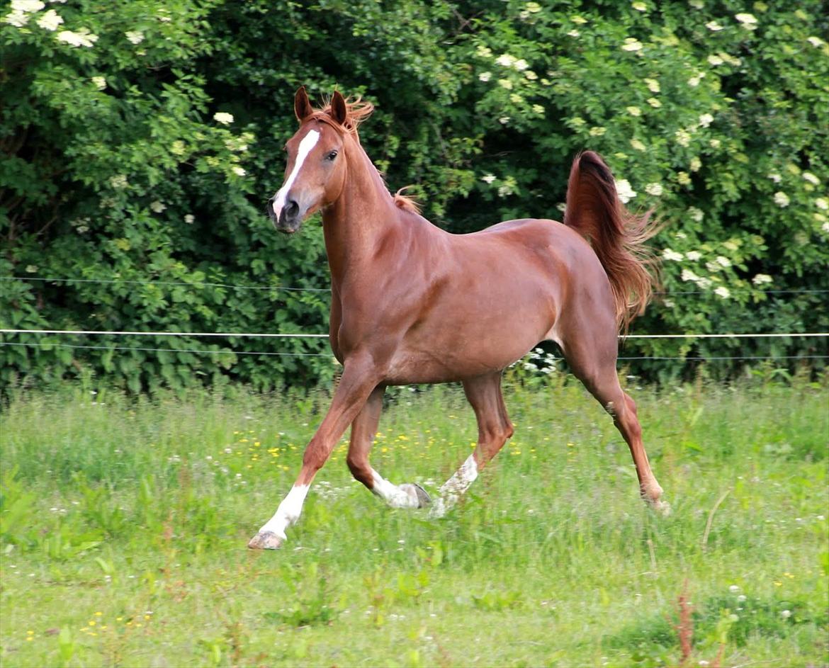 Palomino Rainbow Red Angel (solgt) - Hjemme hos Frederikke (billedet er taget af Signe Lin) billede 2