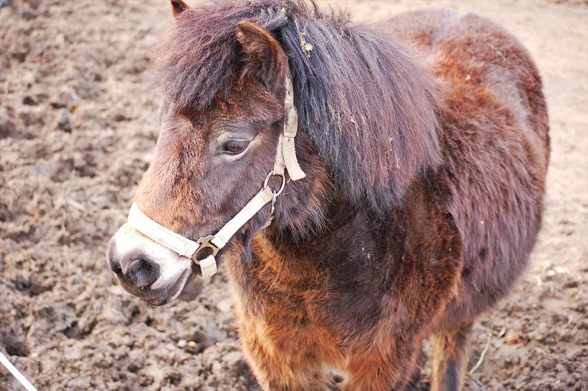 Shetlænder Bogøs Lady - Ingen ord beskriver dig <3 Du er mit alt. Selv hvis jeg går fuldstændig konkurs, så vil jeg aldrig sælge dig! (Marts 2012) billede 17