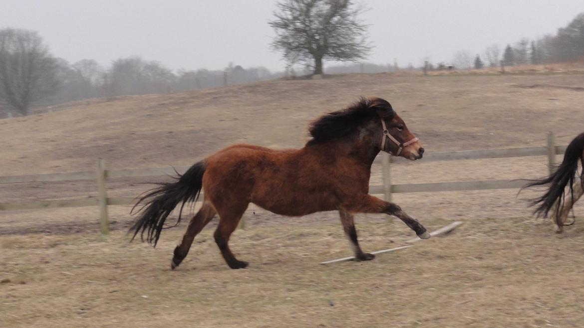 Islænder Ida fra Freersvang  billede 1