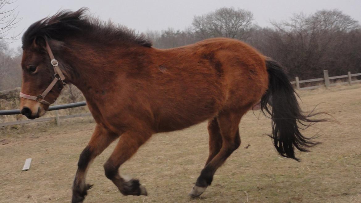Islænder Ida fra Freersvang  billede 2