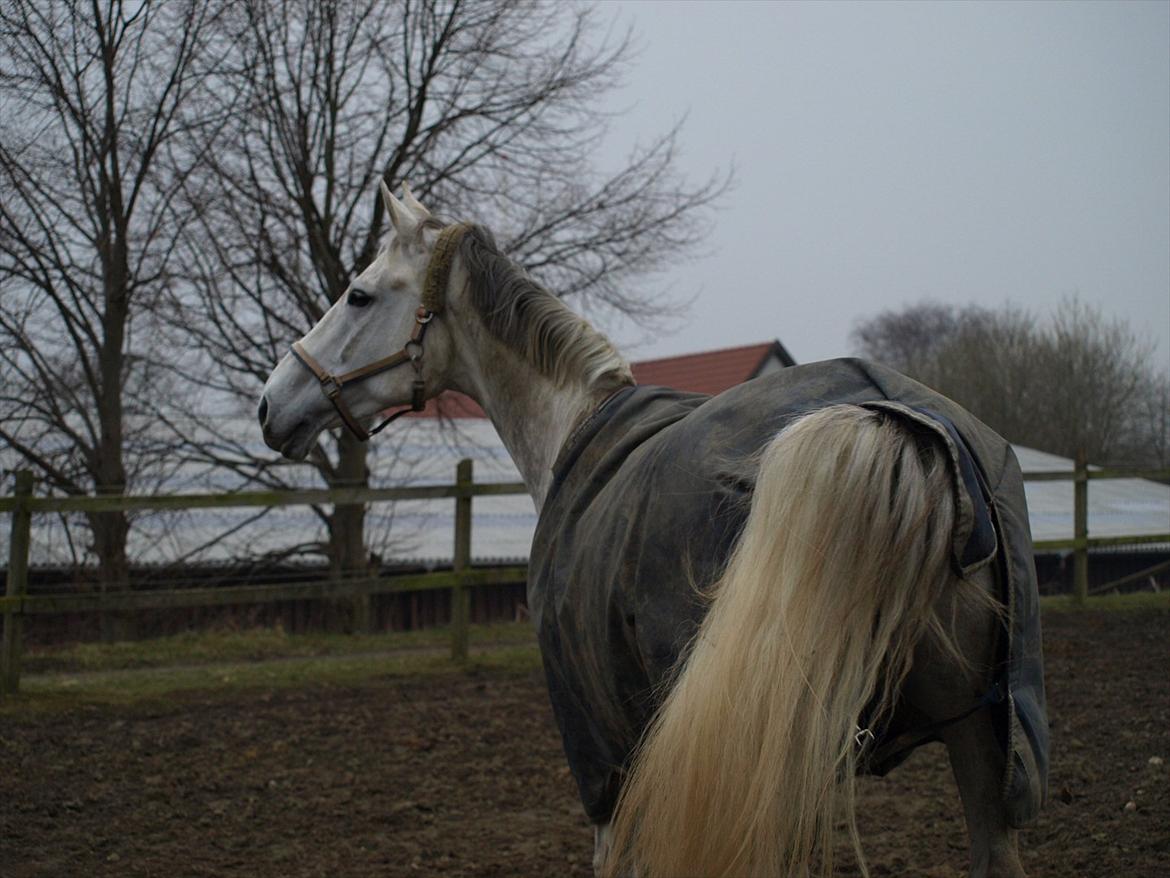Anden særlig race Grey Girl - Grå som foldbums, blev lige overrasket af nogle heste på vej på fold, og skulle lige vise sig frem :D  billede 13