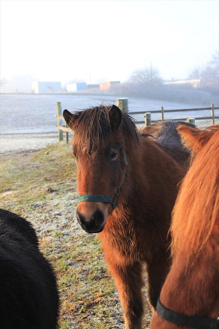 Islænder Ida fra Freersvang  billede 3