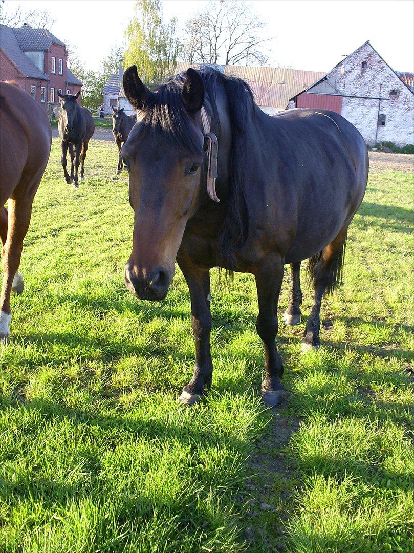 Oldenborg Engbæks Bella  billede 1