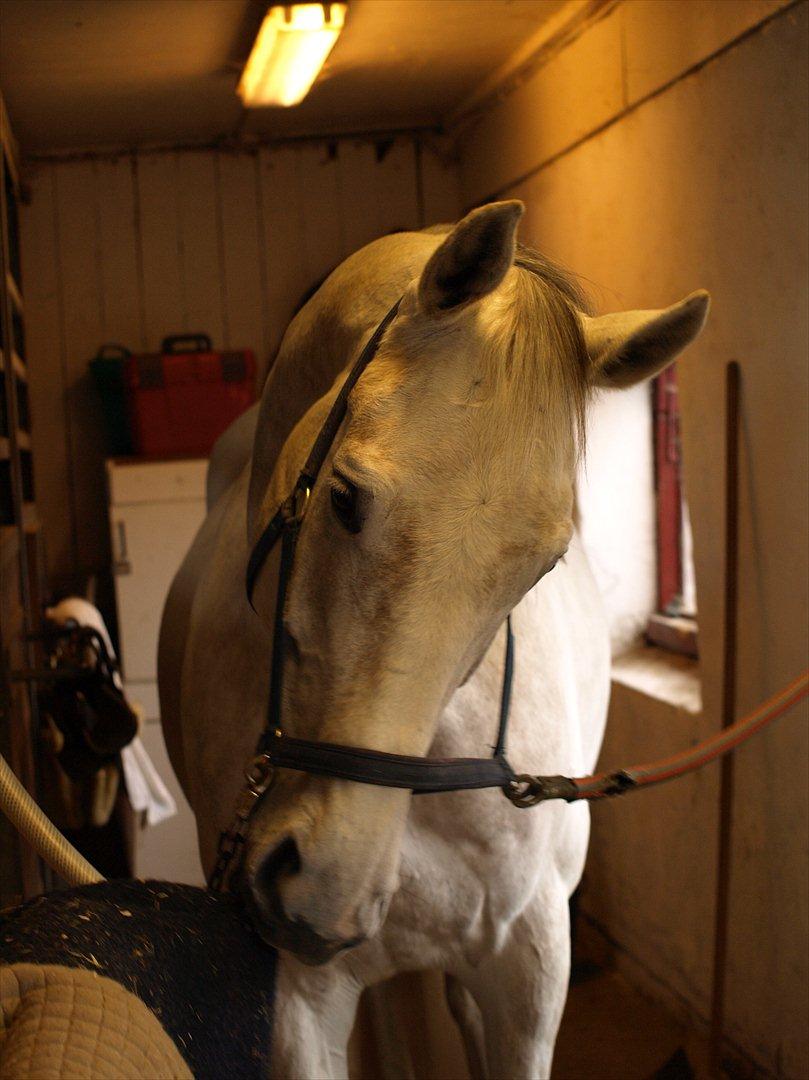 Anden særlig race Grey Girl - Grå elsker at smage på, bide i og snuse til alting - altid! :-) billede 16