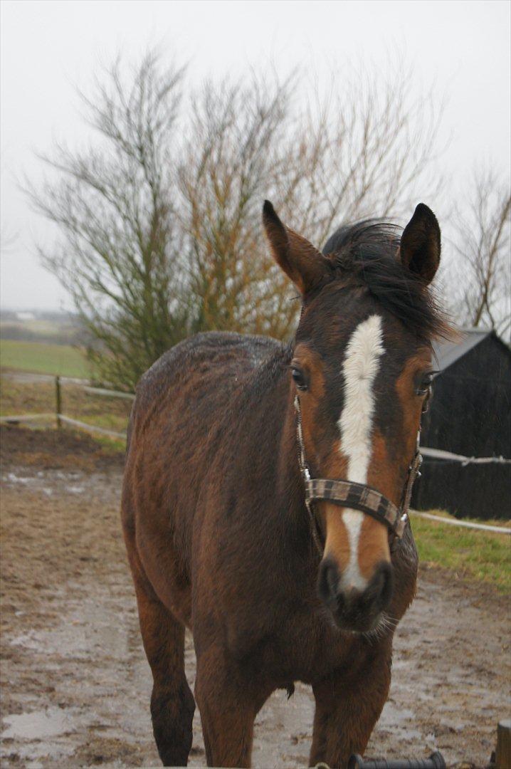 Dansk Varmblod Best Choices * My Soulmate* - Smukke hest(: billede 8