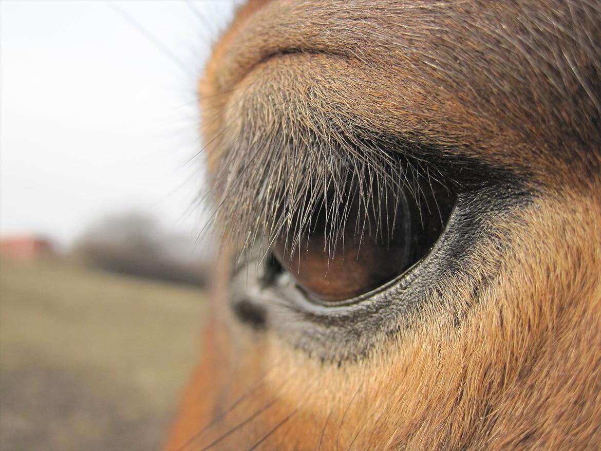 Islænder Ida fra Freersvang  billede 4