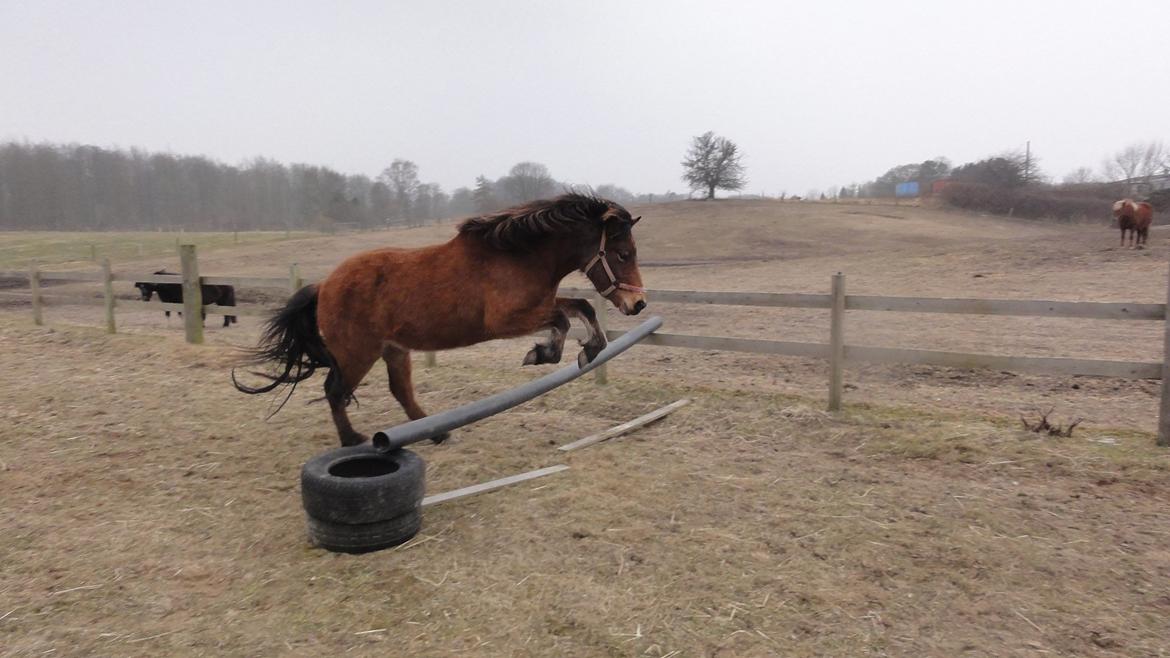 Islænder Ida fra Freersvang  billede 5
