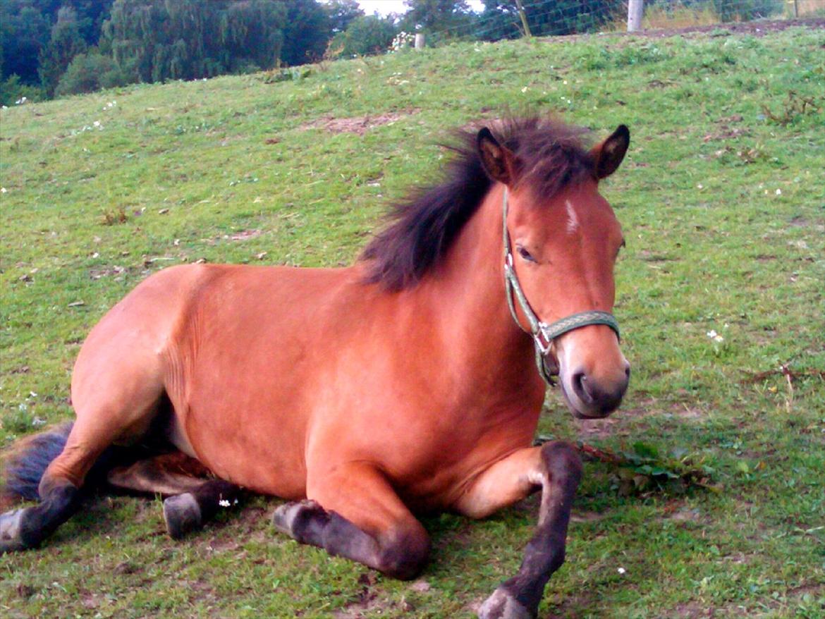 Islænder Ida fra Freersvang  billede 6