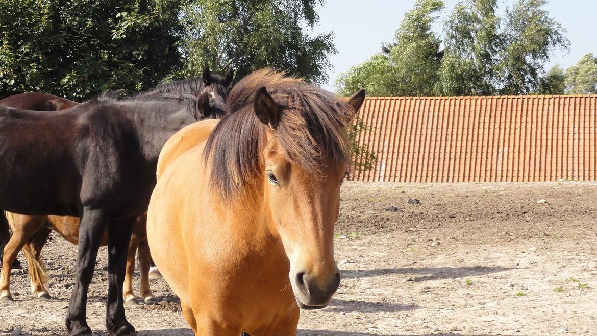 Islænder Ida fra Freersvang  billede 7