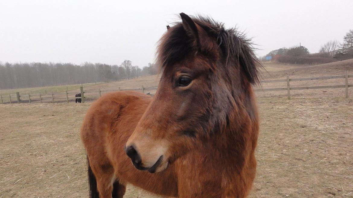 Islænder Ida fra Freersvang  billede 8