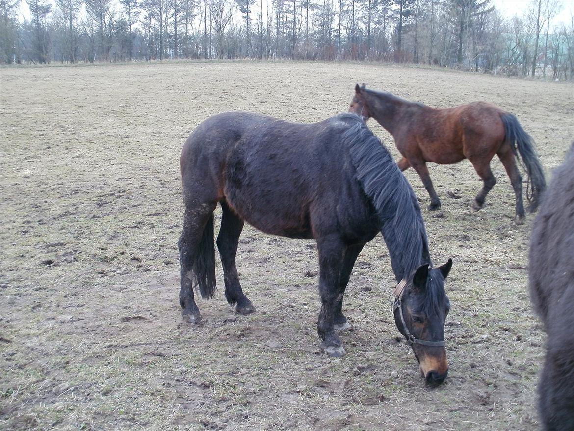 Oldenborg Engbæks Bella  billede 2