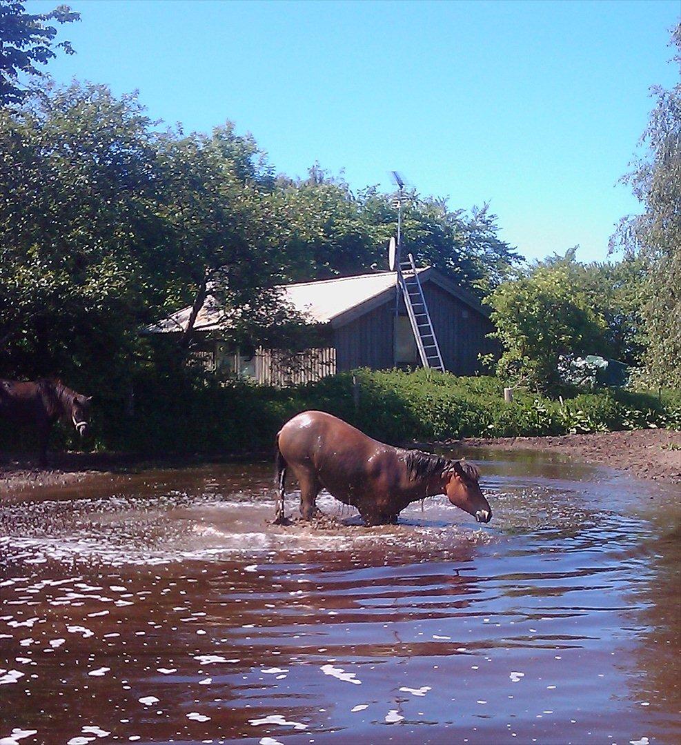 Islænder Ida fra Freersvang  billede 9
