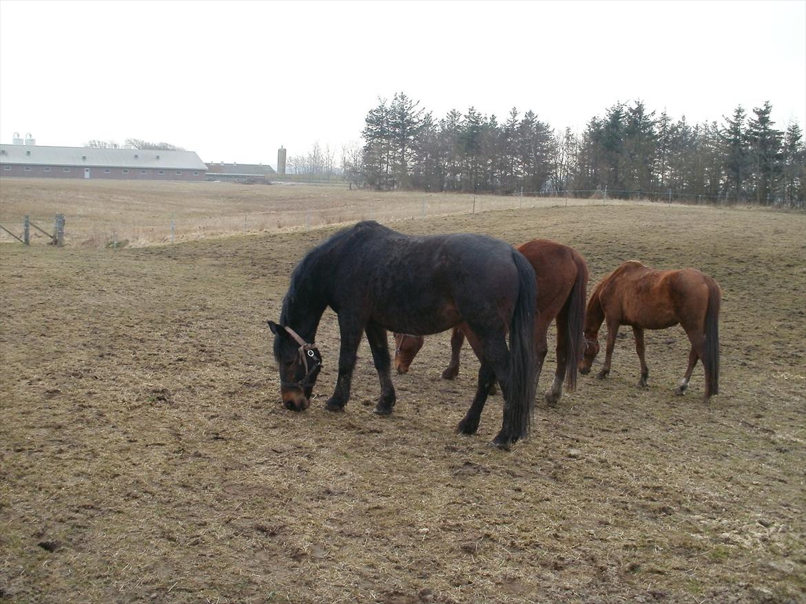 Oldenborg Engbæks Bella  billede 3