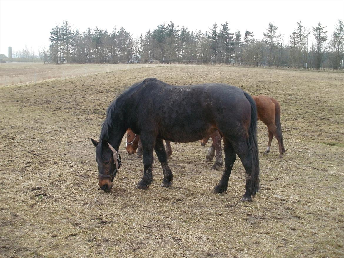 Oldenborg Engbæks Bella  billede 4
