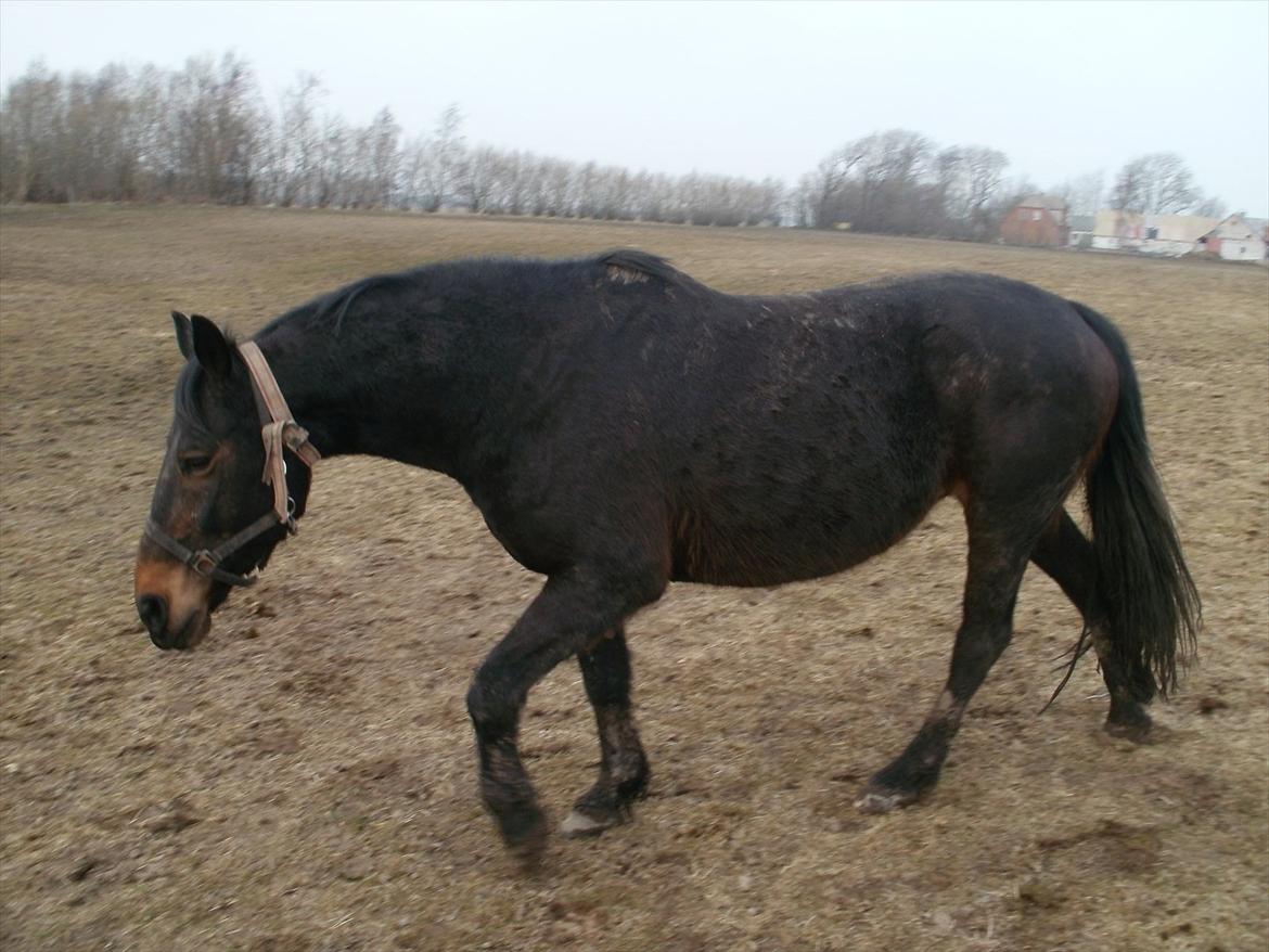 Oldenborg Engbæks Bella  billede 5