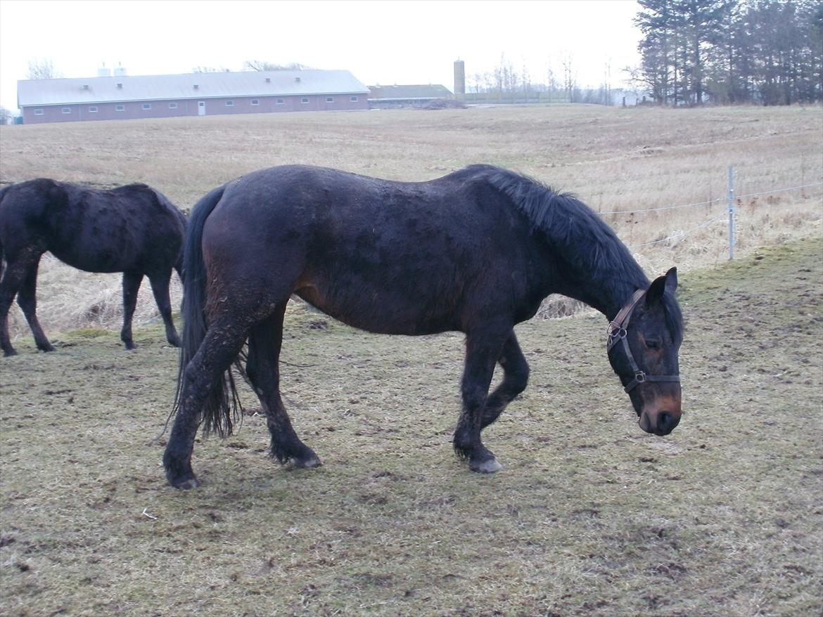 Oldenborg Engbæks Bella  billede 6