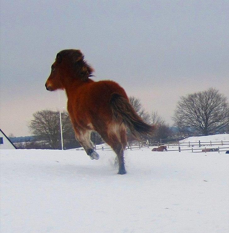 Islænder Ida fra Freersvang  billede 10