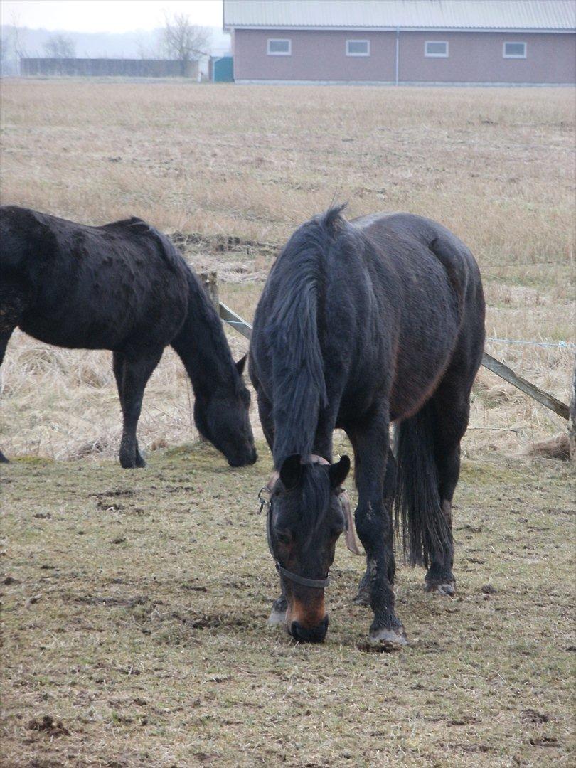 Oldenborg Engbæks Bella  billede 7