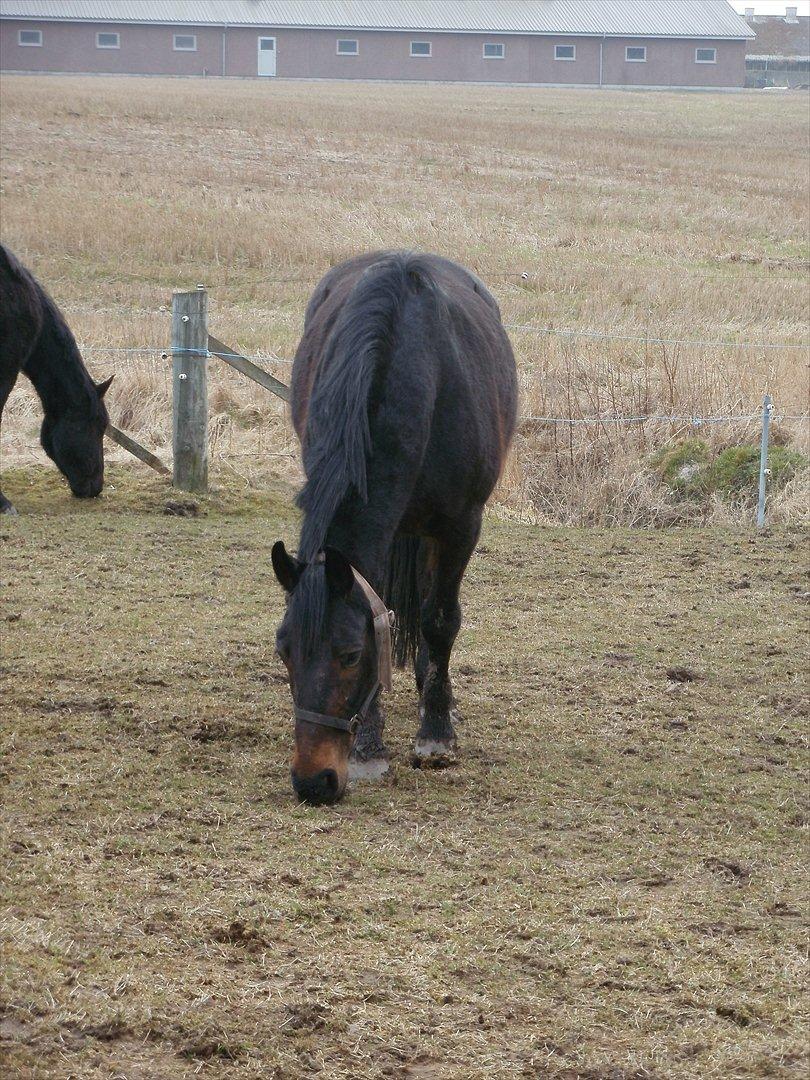 Oldenborg Engbæks Bella  billede 8
