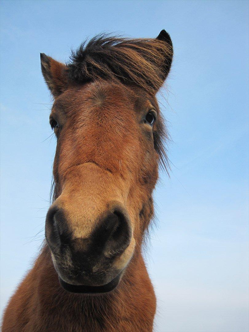 Islænder Ida fra Freersvang  billede 11