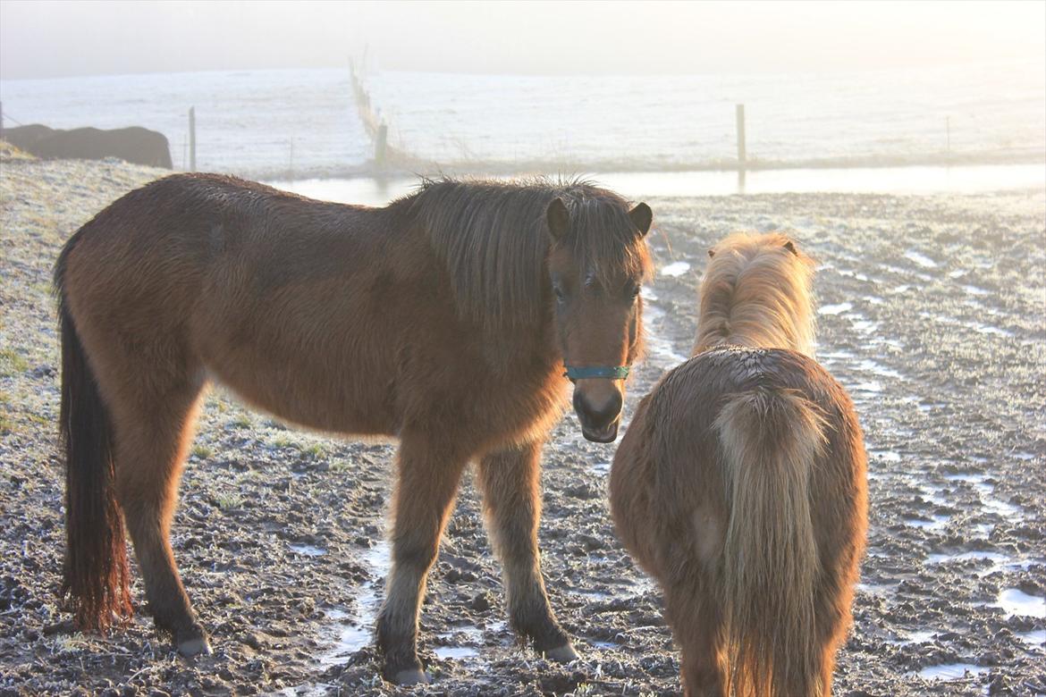 Islænder Ida fra Freersvang  billede 12