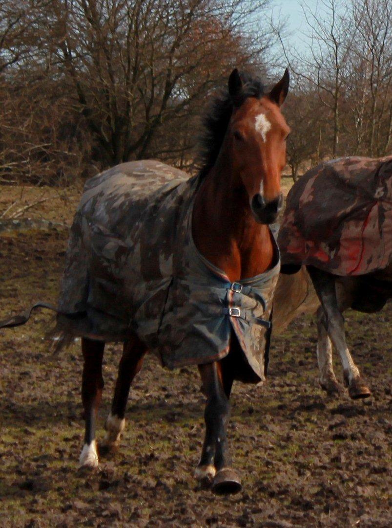 New Forest Thrustfull - in my heart you'll always be 
from now until forever 
no matter what, no matter where 
We'll always be together  billede 4