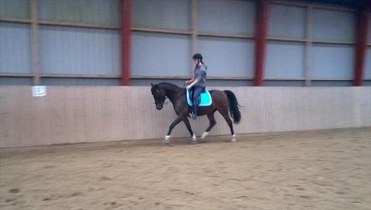 Arabisk fuldblod (OX) Stjernholms Jakarta OX - Dressur d. 22 februar. billede 10