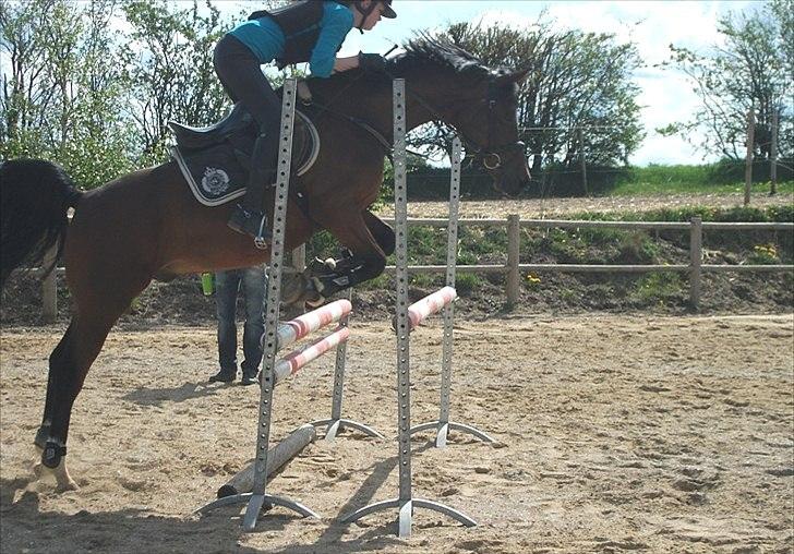 Arabisk fuldblod (OX) Stjernholms Jakarta OX - Springkursus maj 2011 billede 5