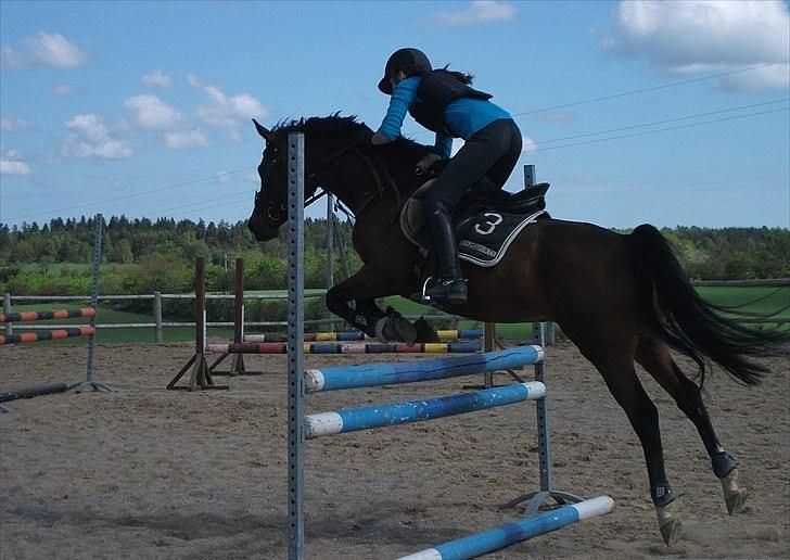 Arabisk fuldblod (OX) Stjernholms Jakarta OX - Springkursus maj 2011 billede 6