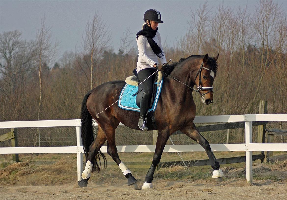 Dansk Varmblod Birkemosegaards Manila - Træning 18 Marts 2012 billede 9
