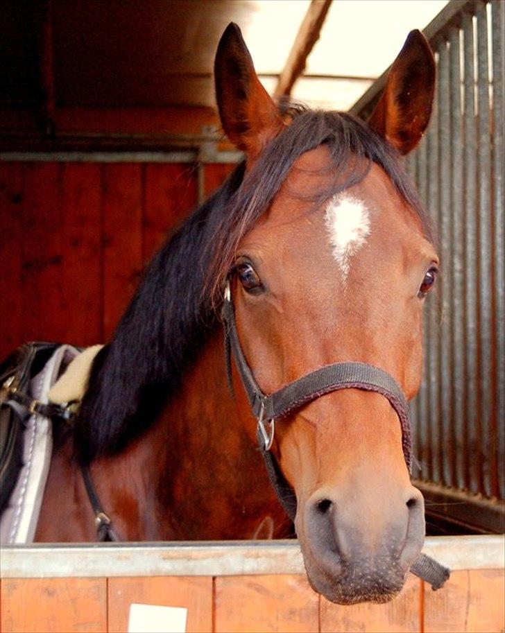 Arabisk fuldblod (OX) Stjernholms Jakarta OX - St. Restrup 2011 billede 8