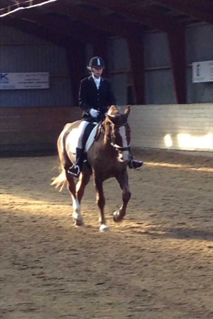 Trakehner Holmegårdens Sultana billede 10