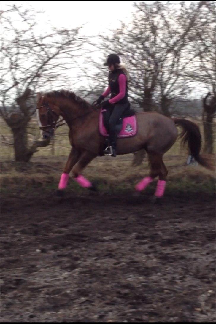 Trakehner Holmegårdens Sultana billede 11