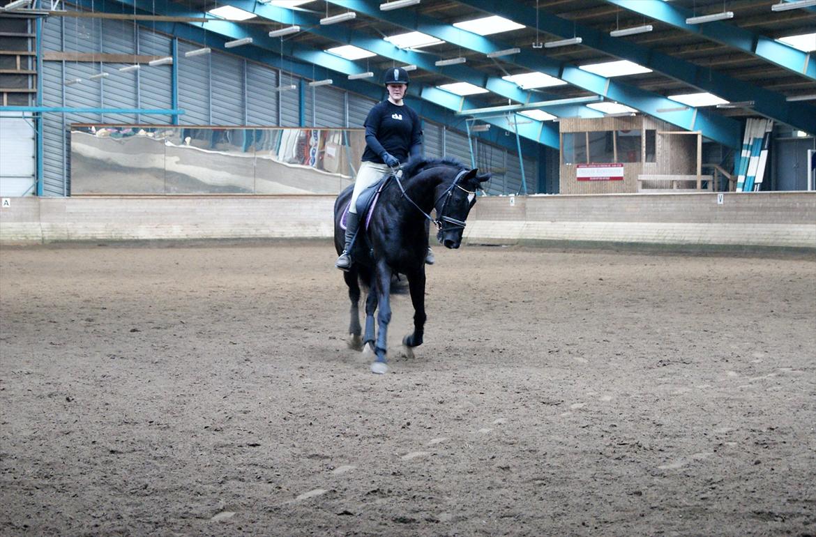 Dansk Varmblod Holstegårdens Chosen One - Træning d. 15 Marts.
Foto: SaraPaulsen billede 8