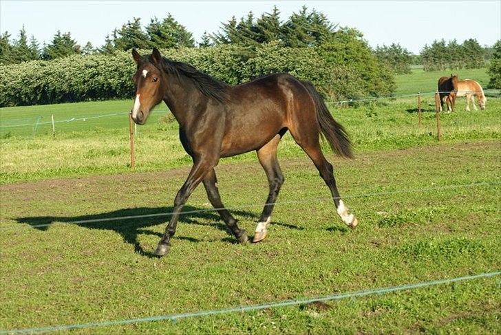 Anden særlig race Engbæks Lise-Lotte - 2 år billede 1