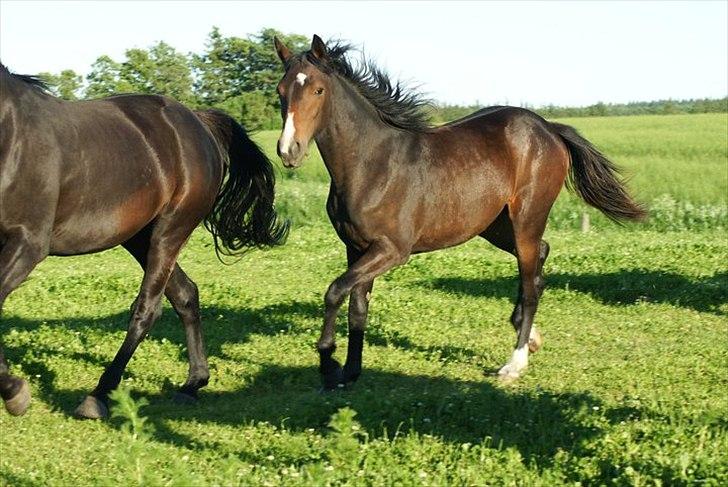 Anden særlig race Engbæks Lise-Lotte - 2 år billede 2