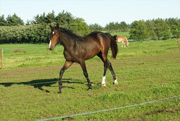 Anden særlig race Engbæks Lise-Lotte - 2 år billede 3