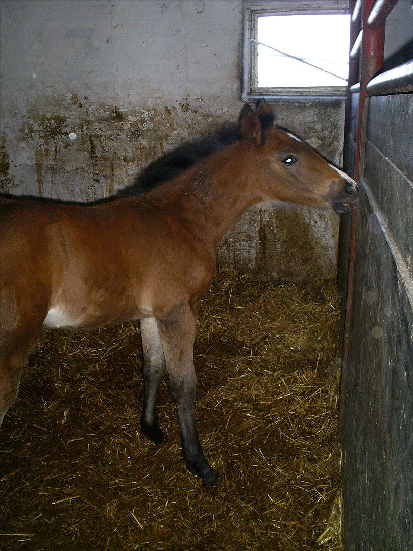 Anden særlig race Engbæks Lise-Lotte - 1-2 måneder gammel billede 4
