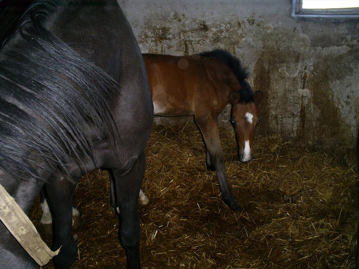 Anden særlig race Engbæks Lise-Lotte - 1-2 måneder gammel :-)  billede 5