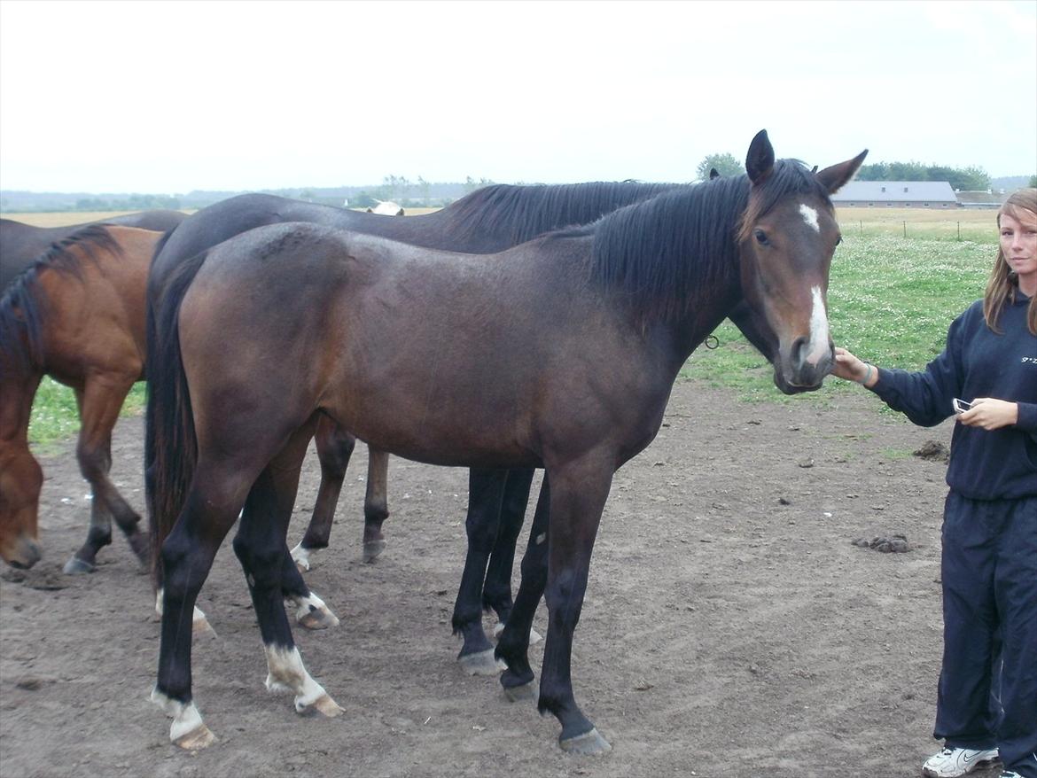 Anden særlig race Engbæks Lise-Lotte billede 7