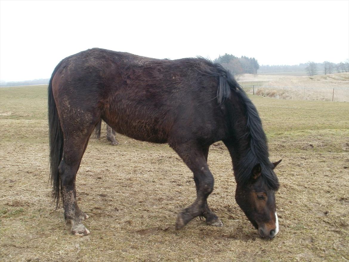 Anden særlig race Engbæks Lise-Lotte - 3 år og med vinterpels billede 8