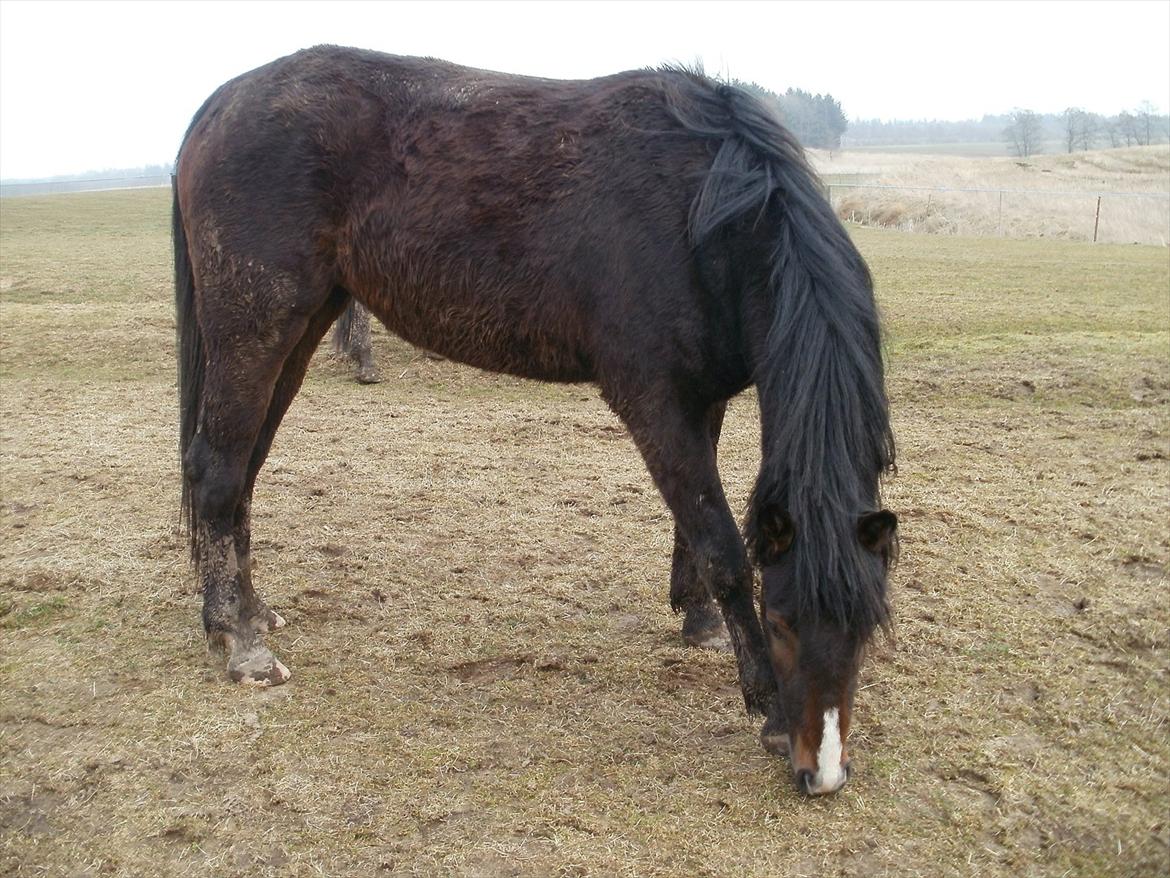 Anden særlig race Engbæks Lise-Lotte billede 9
