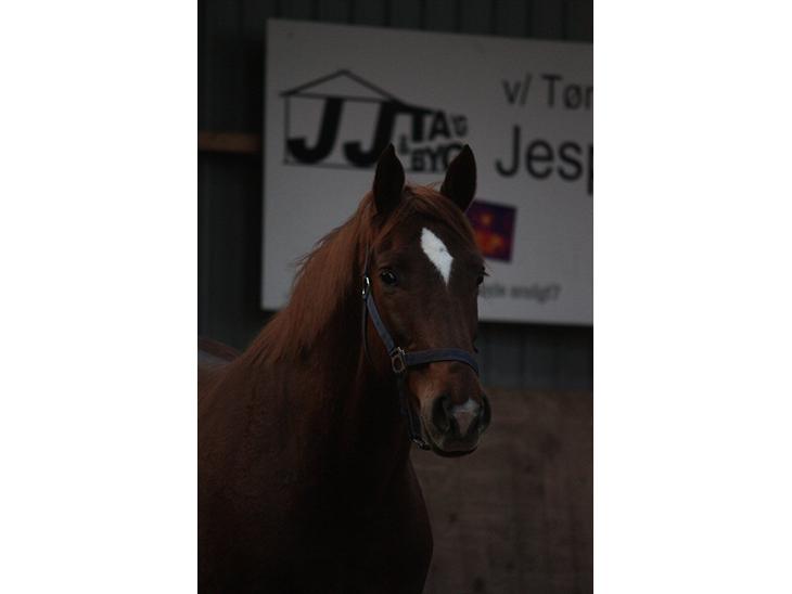 {{currentPhoto.altText}} billede {{currentPhoto.number}}