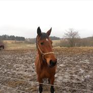 Anden særlig race Gucci *Soulmate*