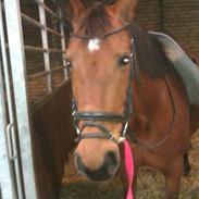 Anden særlig race Gucci *Soulmate*