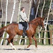 Trakehner Montana's Monica