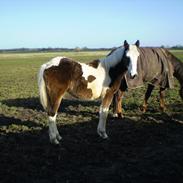 Anden særlig race Sasja