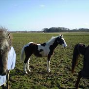 Anden særlig race Sasja