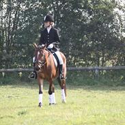 Anden særlig race Prins