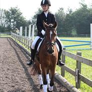 Anden særlig race Prins